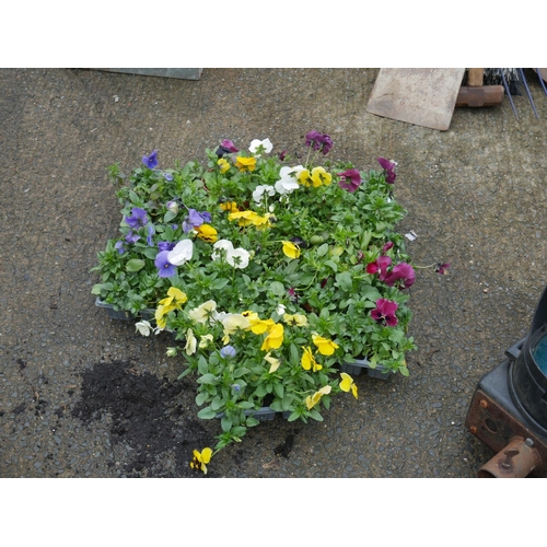 112 - LOT OF BEDDING PLANTS