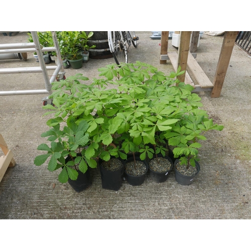 43 - LOT OF CHESTNUT TREES