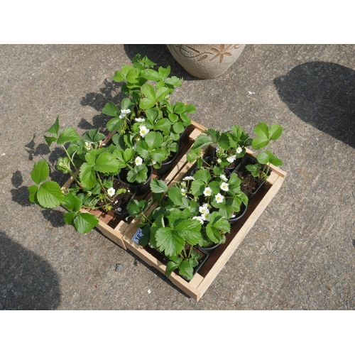 105 - LOT OF STRAWBERRY PLANTS