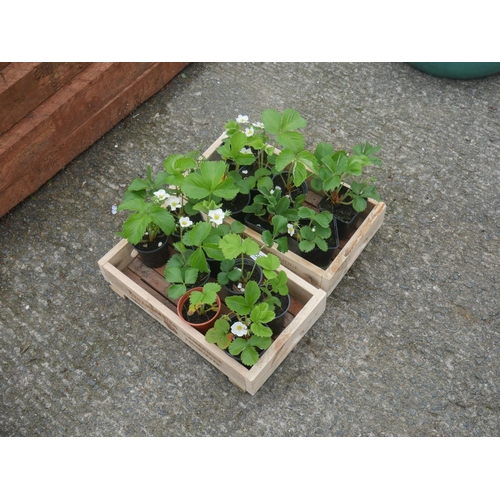 102 - LOT OF STRAWBERRY PLANTS