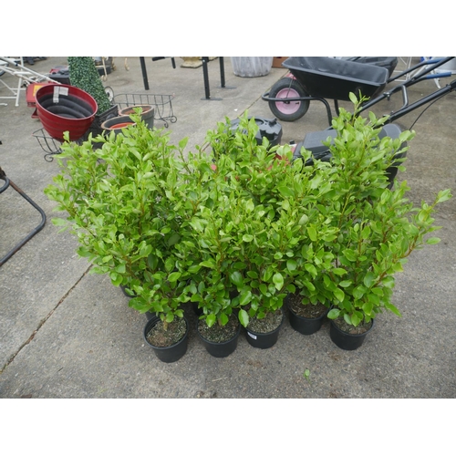 120 - LOT OF SHRUBS