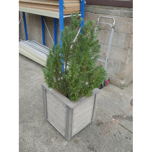 121 - BOX PLANTER & EVERGREEN SHRUB