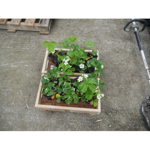 38 - STRAWBERRY PLANTS