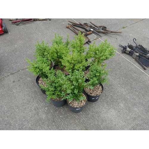 134 - LOT OF SHRUBS