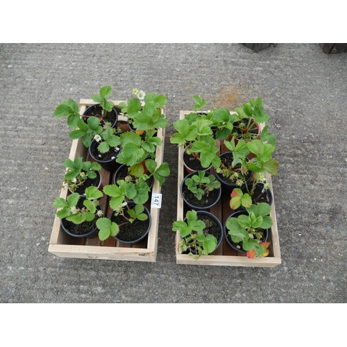 147 - LOT OF STRAWBERRY PLANTS