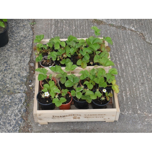 73 - LOT OF STRAWBERRY PLANTS