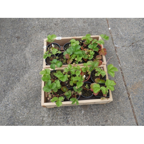 102 - STRAWBERRY PLANTS