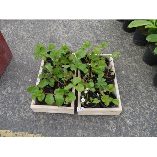 107 - LOT OF STRAWBERRY PLANTS