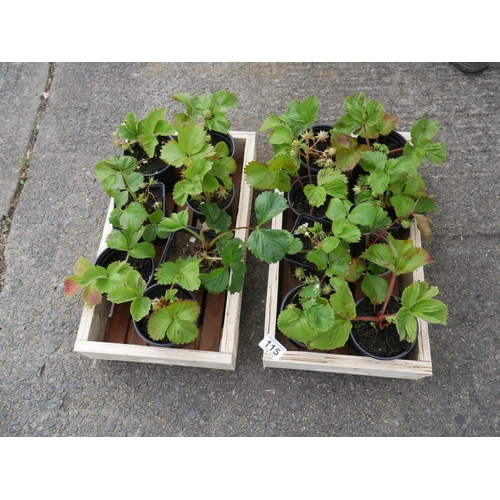 115 - LOT OF STRAWBERRY PLANTS