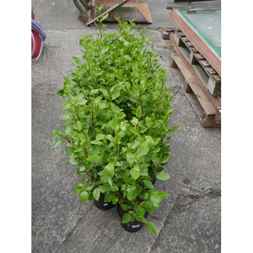 98 - LOT OF HANGING PLANTS