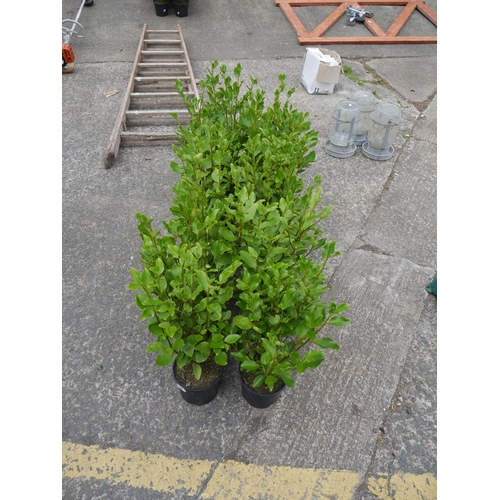 54 - LOT OF HEDGING PLANTS