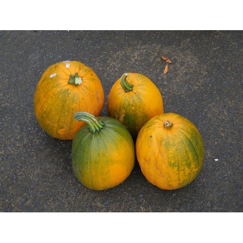 65 - 4 PUMPKINS