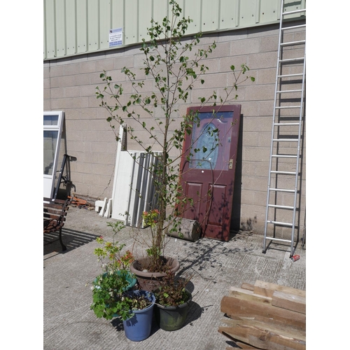 Lot 48        
