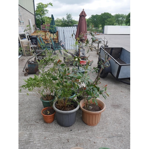 Lot 40        