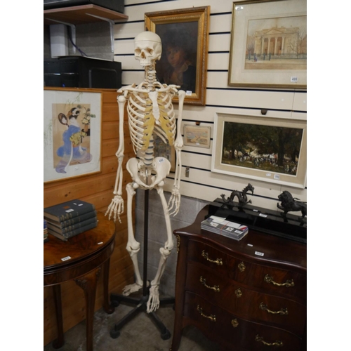 SKELETON