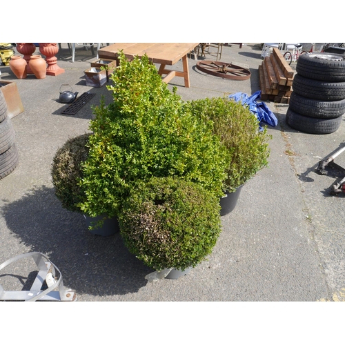 120 - LOT OF BOX TREES