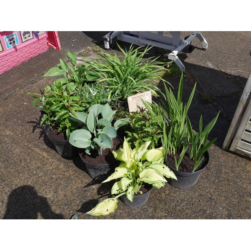 123 - LOT OF SHRUBS