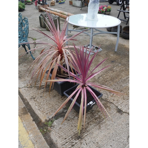 Lot 60        