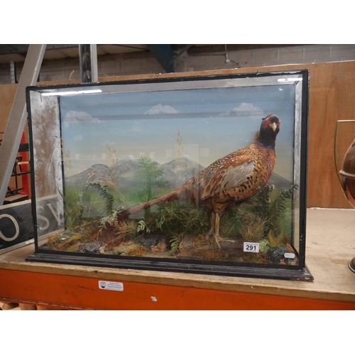 CASED TAXIDERMY PHEASENT