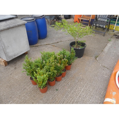 Lot 56        