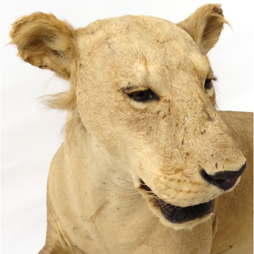 145 - Taxidermy interest stuffed young male lion, 78cm high x 190cm wide x 105cm deep