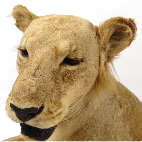 145 - Taxidermy interest stuffed young male lion, 78cm high x 190cm wide x 105cm deep