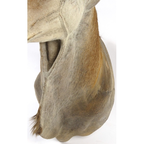 146 - Taxidermy interest stuffed Eland head, 127cm high x 55cm wide x 105cm deep