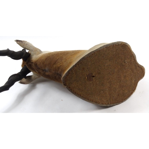 146 - Taxidermy interest stuffed Eland head, 127cm high x 55cm wide x 105cm deep