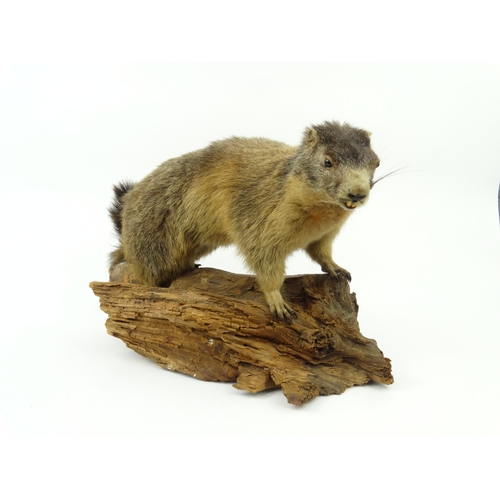 147 - Taxidermy interest stuffed marmot, 37cm tall