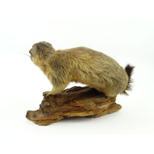 147 - Taxidermy interest stuffed marmot, 37cm tall