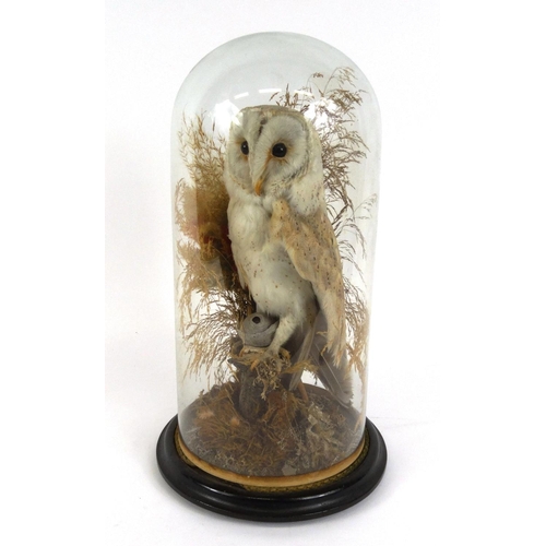 226 - Taxidermy interest stuffed barn owl housed under a glass dome