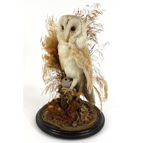 226 - Taxidermy interest stuffed barn owl housed under a glass dome