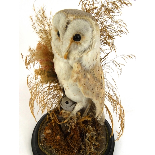 226 - Taxidermy interest stuffed barn owl housed under a glass dome