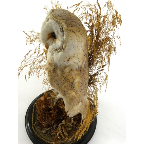 226 - Taxidermy interest stuffed barn owl housed under a glass dome