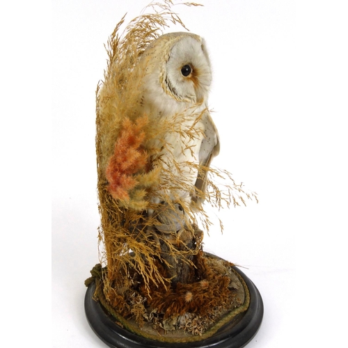 226 - Taxidermy interest stuffed barn owl housed under a glass dome