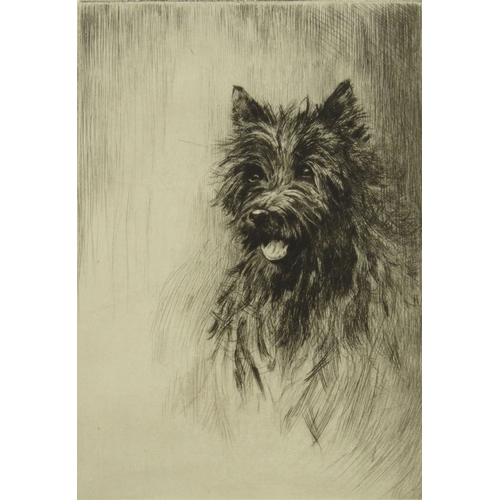 1442 - Jackson St James black and white etching of a terrier dog, mounted, 19cm x 14cm excluding the mount