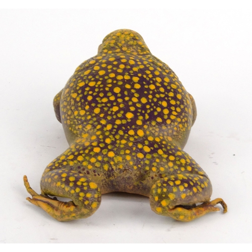 229 - Novelty interest painted leather toad with ugly face, 20cm diameter