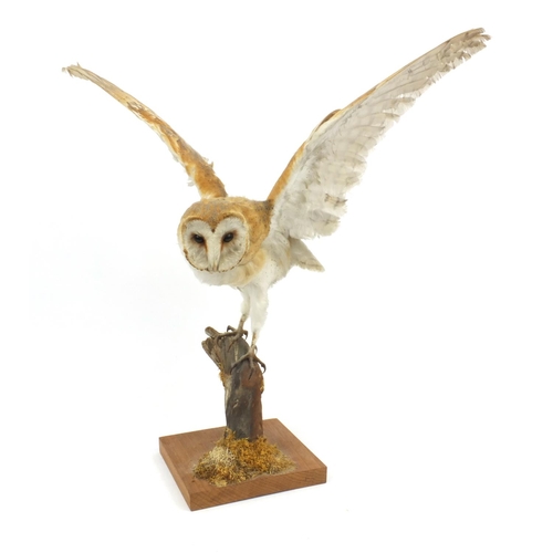 227 - Taxidermy interest stuff barn owl on a branch, the owl 58cm high