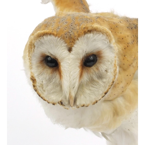 227 - Taxidermy interest stuff barn owl on a branch, the owl 58cm high