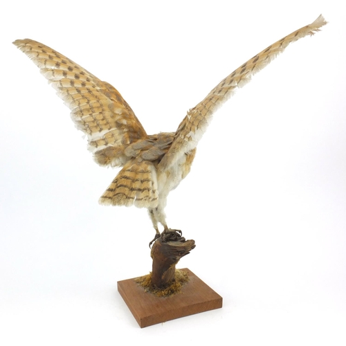 227 - Taxidermy interest stuff barn owl on a branch, the owl 58cm high