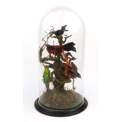 225 - Taxidermy interest stuffed group of eight exotic birds on a branch under a glass dome, 48cms