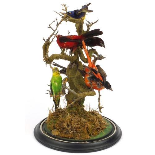 225 - Taxidermy interest stuffed group of eight exotic birds on a branch under a glass dome, 48cms