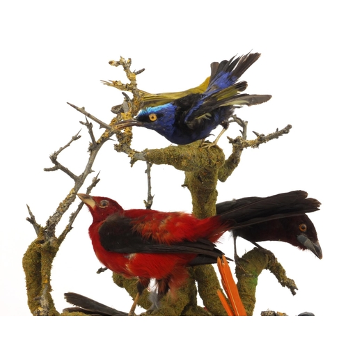 225 - Taxidermy interest stuffed group of eight exotic birds on a branch under a glass dome, 48cms