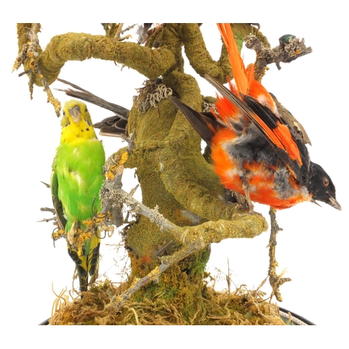 225 - Taxidermy interest stuffed group of eight exotic birds on a branch under a glass dome, 48cms