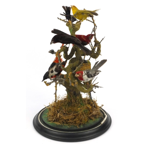 225 - Taxidermy interest stuffed group of eight exotic birds on a branch under a glass dome, 48cms