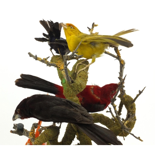 225 - Taxidermy interest stuffed group of eight exotic birds on a branch under a glass dome, 48cms