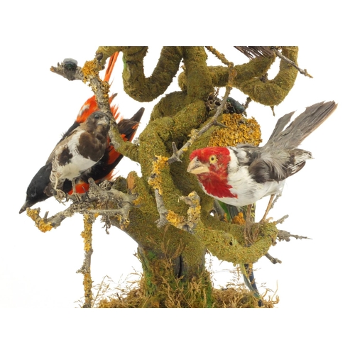 225 - Taxidermy interest stuffed group of eight exotic birds on a branch under a glass dome, 48cms