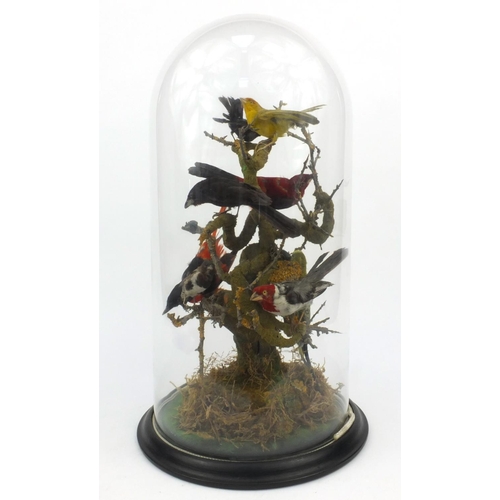 225 - Taxidermy interest stuffed group of eight exotic birds on a branch under a glass dome, 48cms