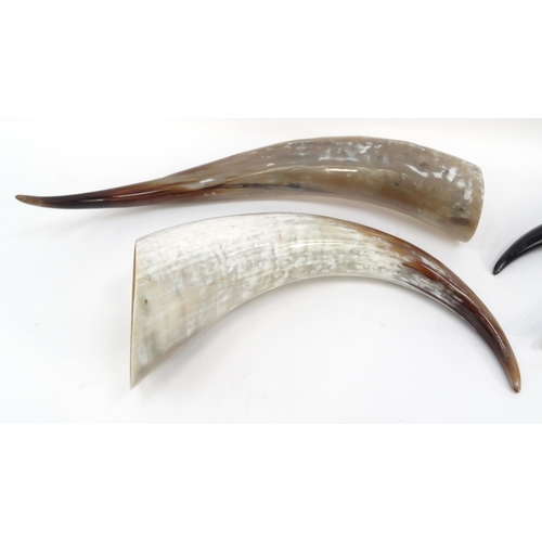 249 - Two large Ankole cow horns and two other horns, the larger 59cm long