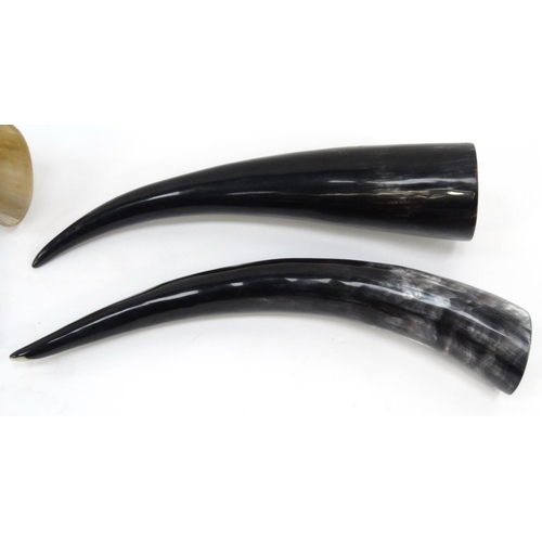 249 - Two large Ankole cow horns and two other horns, the larger 59cm long